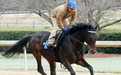 2019 Louisiana Derby Race Predictions