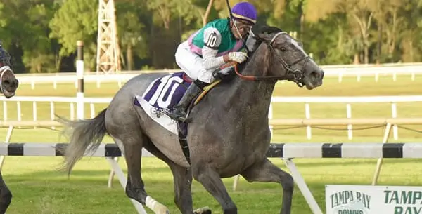 tacitus-tampa-bay-derby Tacticus Tampa Bay Derby Winner