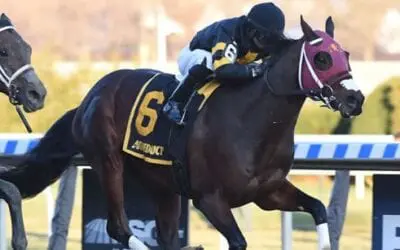 Withers Stakes Analysis & Picks