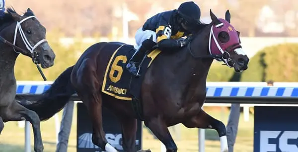 Withers Stakes Analysis & Picks