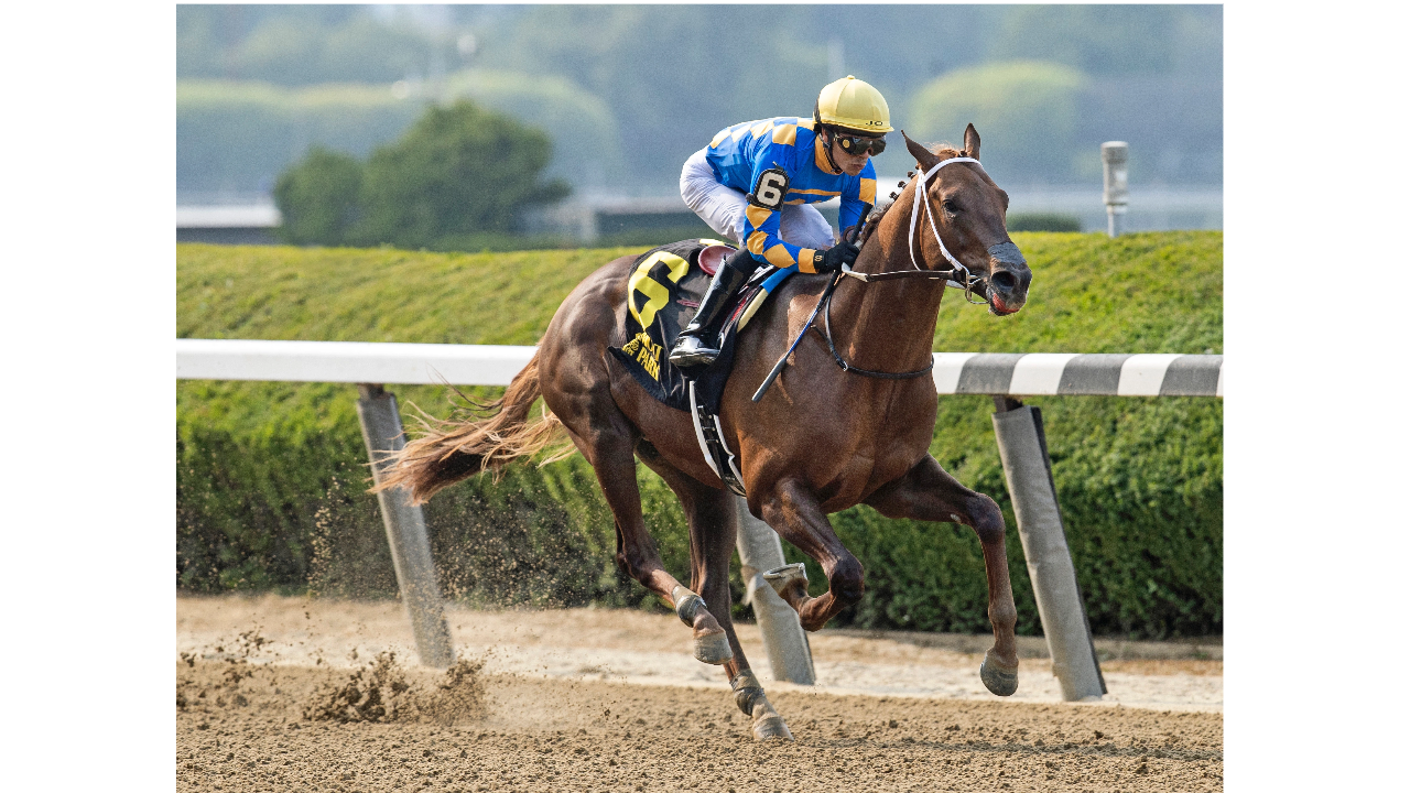 gold-sweep-horse Gold Sweep