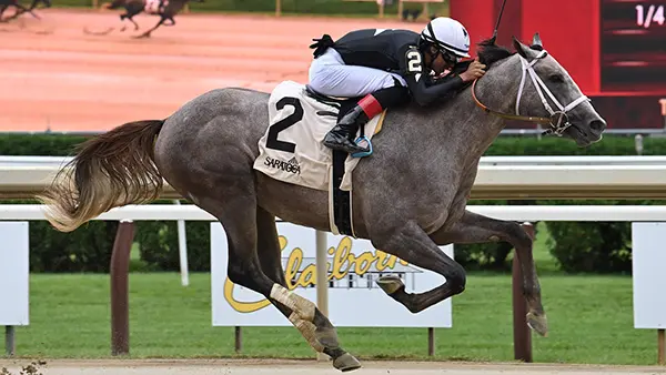 seize-the-grey-racehorse Seize the Grey - Races in the Jim Dandy on Saturday