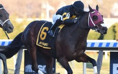 Withers Stakes Analysis & Picks