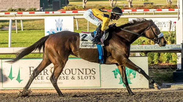 Behema Star Racehorse